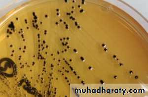 Family enterobacteriaceae بوربوينت