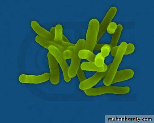 Family enterobacteriaceae بوربوينت
