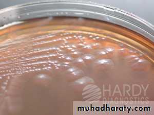Family enterobacteriaceae بوربوينت