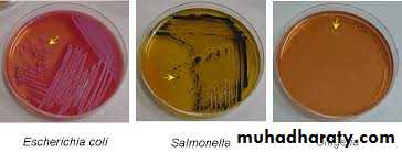 Family enterobacteriaceae بوربوينت
