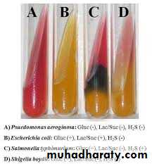 Family enterobacteriaceae بوربوينت