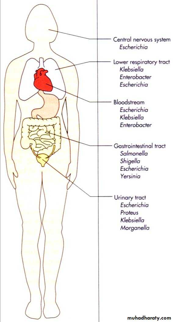 Family enterobacteriaceae بوربوينت