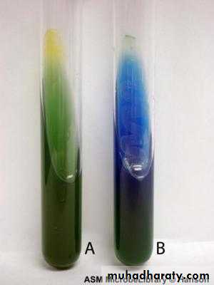 Family enterobacteriaceae بوربوينت