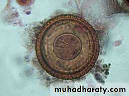 Cestodes وورد
