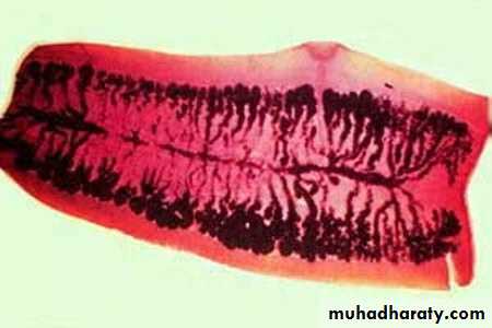Cestodes وورد