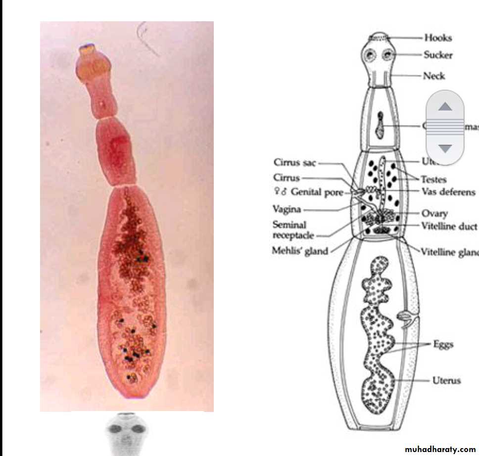 Cestodes وورد