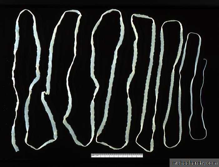 Cestodes وورد