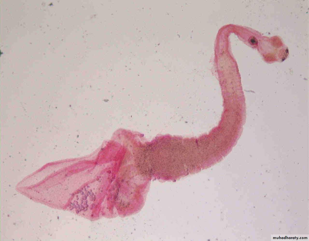 Cestodes وورد