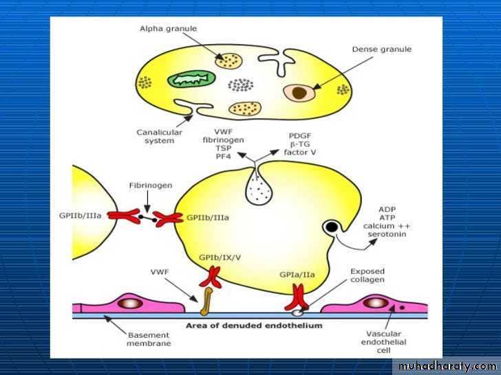 Bleeding disorders