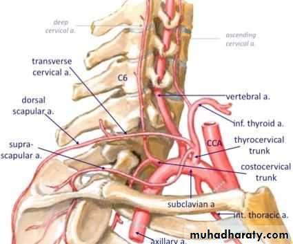 Internal Carotid Artery
