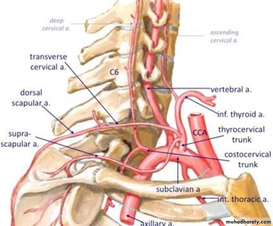 Internal Carotid Artery