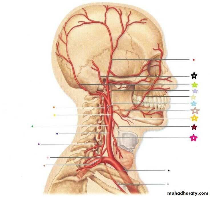 Internal Carotid Artery
