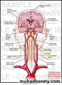 Internal Carotid Artery
