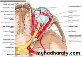 Internal Carotid Artery