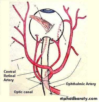Internal Carotid Artery