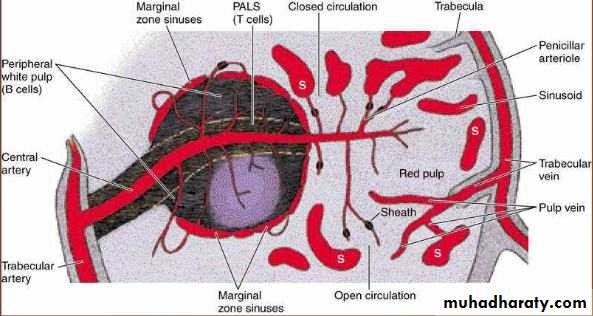 General histo theory