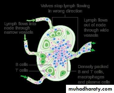 General histo theory