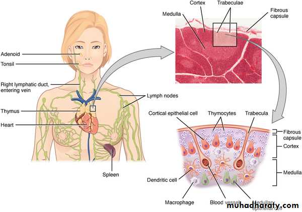 General histo theory