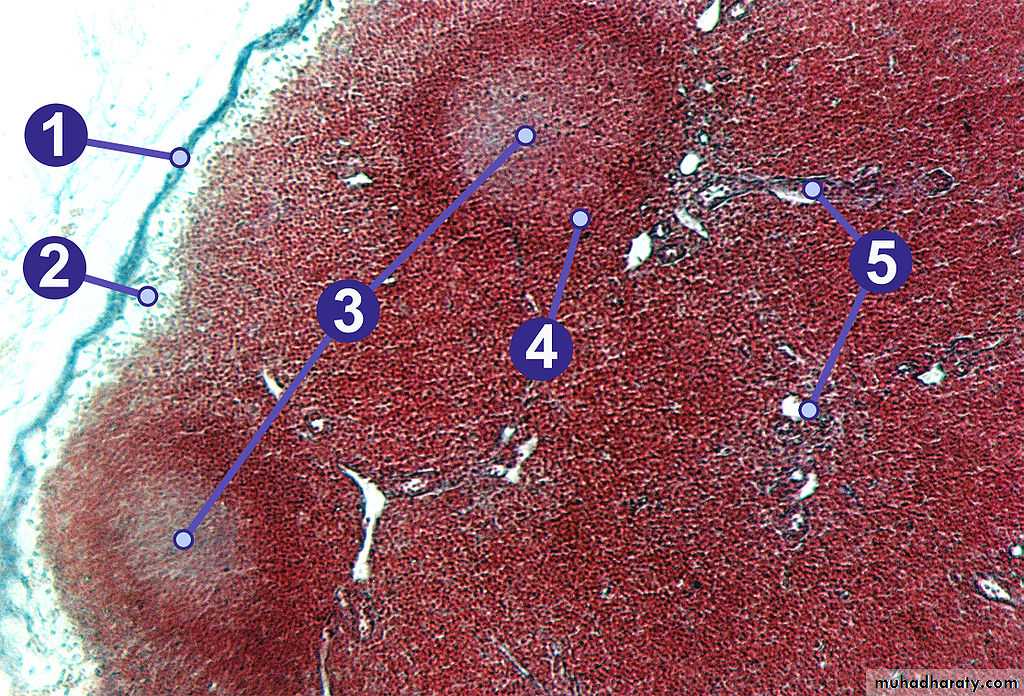 General histo theory