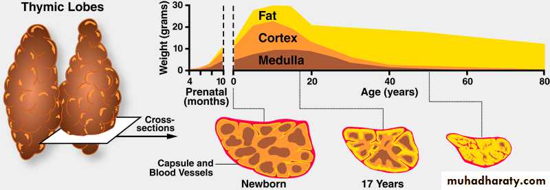 General histo theory