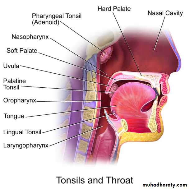 General histo theory