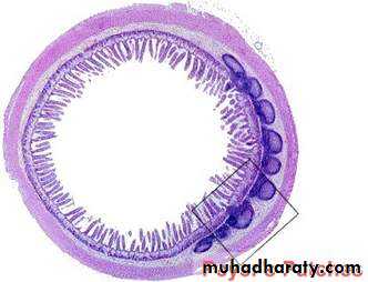 General histo theory