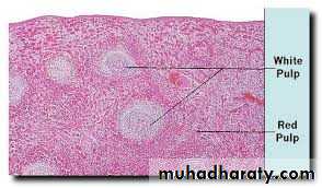 General histo theory