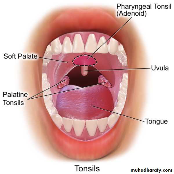 General histo theory