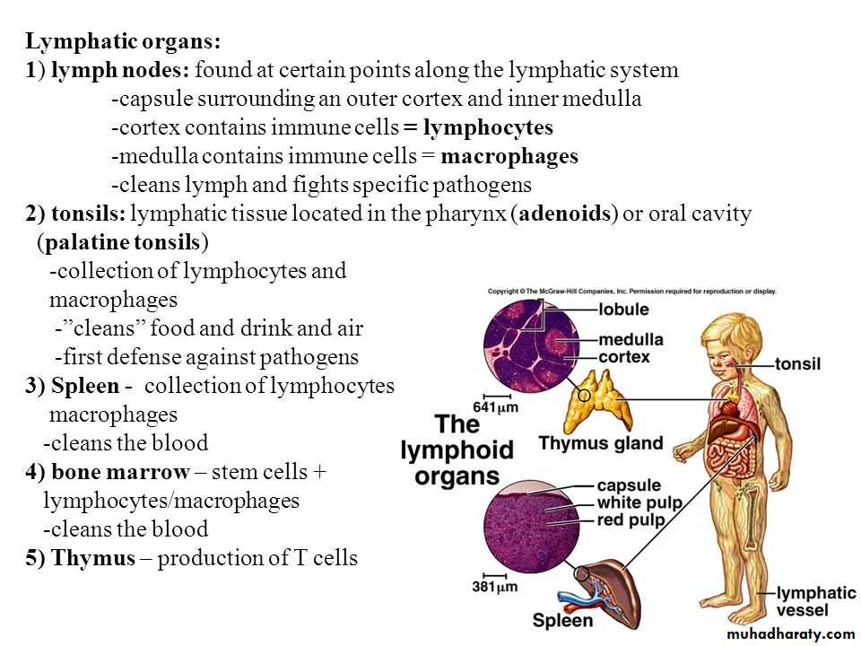 General histo theory