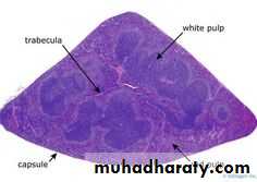 General histo theory