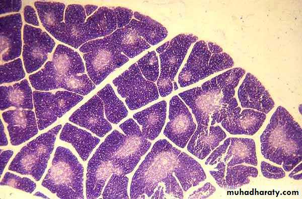 General histo theory