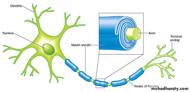 CNS
