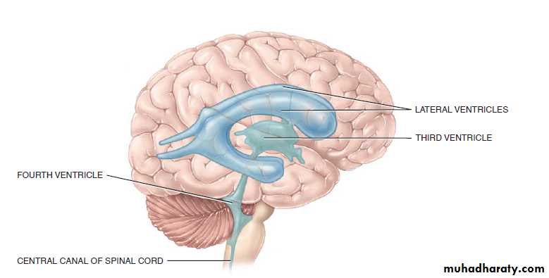 CNS