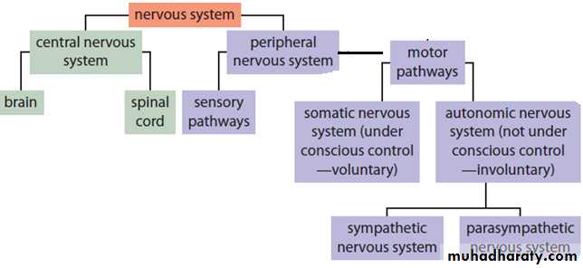 CNS