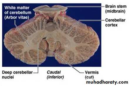 CNS