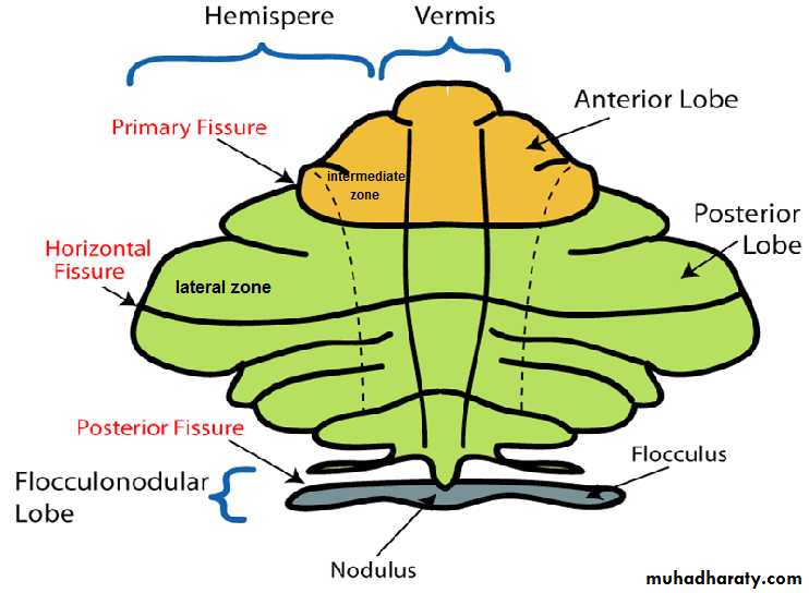 CNS