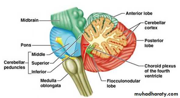 CNS