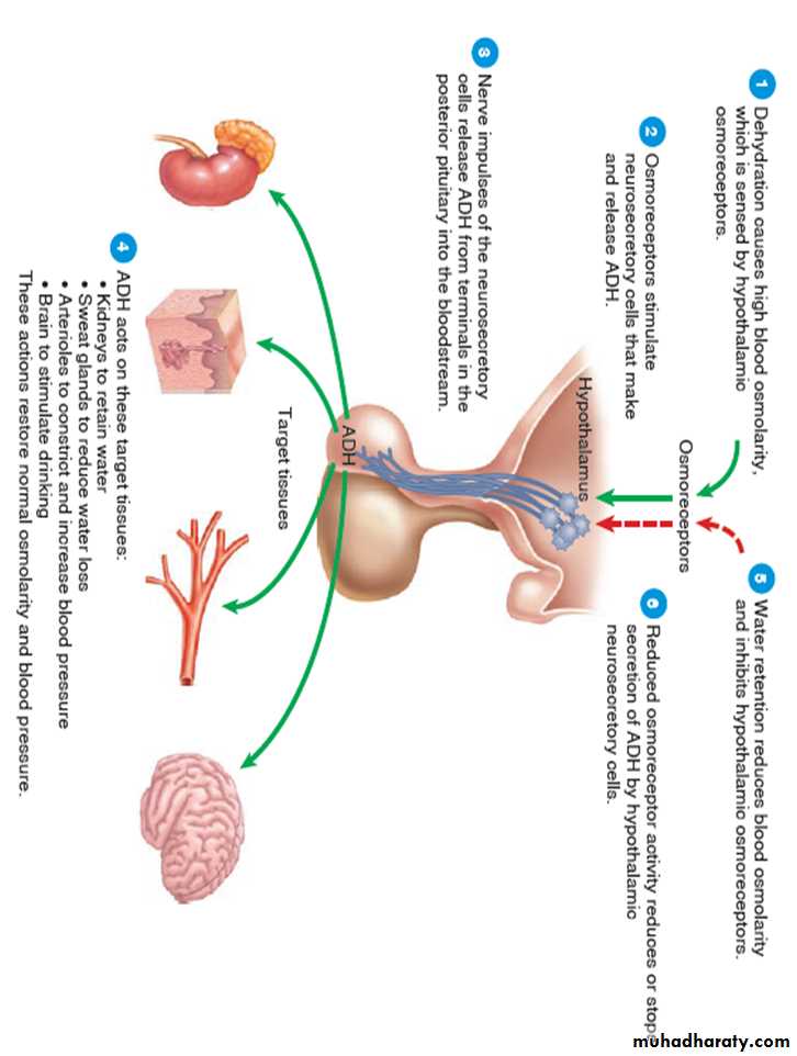 CNS
