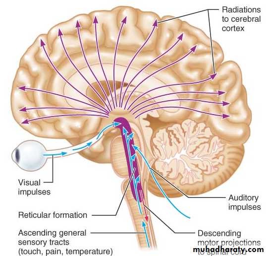 CNS