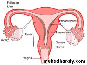 malignant uterus
