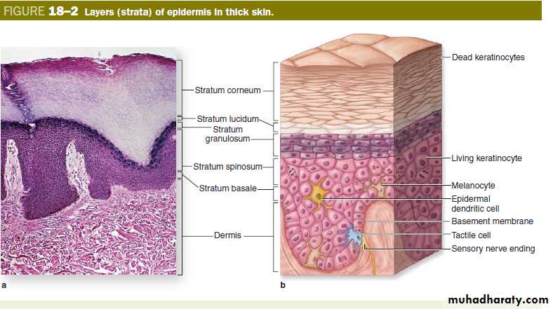 skin