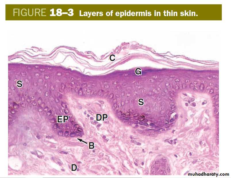 skin