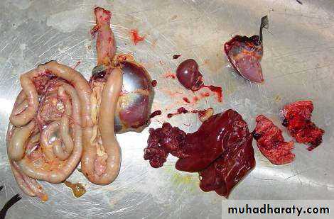 عملي