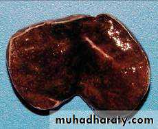 عملي