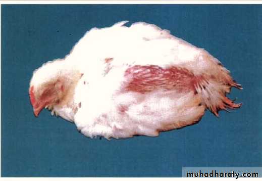 عملي