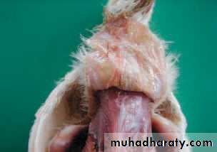 عملي