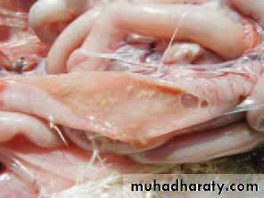عملي