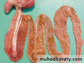 عملي