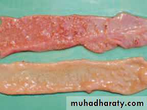 عملي