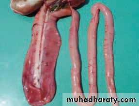 عملي
